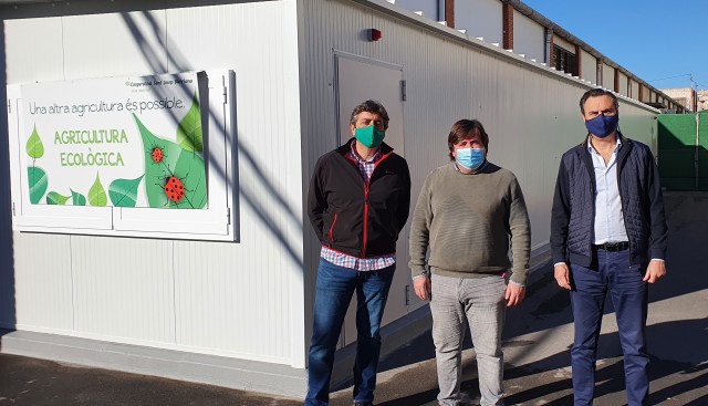 Burriana instala un insectario de cryptoleamus para combatir la plaga del cotonet