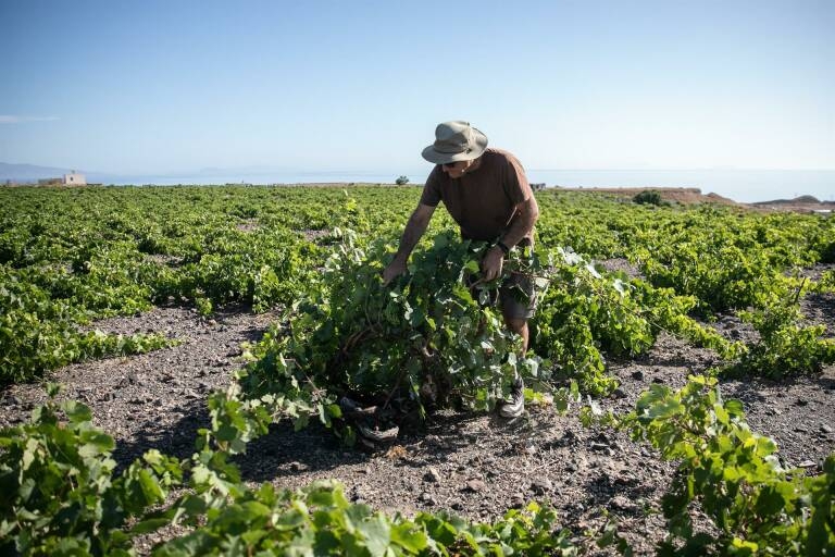 El Ejecutivo aprueba una norma para que los agricultores cobren 7.425 millones de la PAC en 2022
