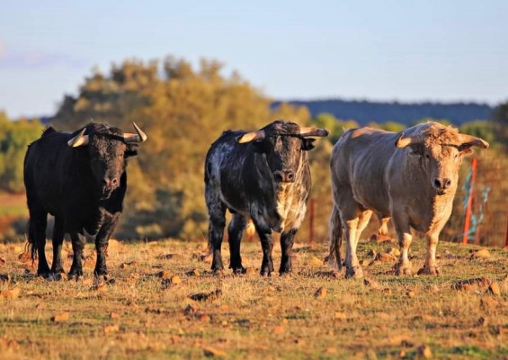 Castelló reunirá a más de 300 asistentes en el X Congreso Mundial Taurino

de Veterinaria