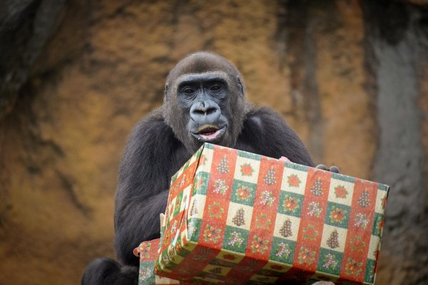 Los animales de Bioparc València reciben la visita de Papá Noel