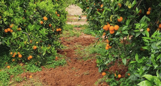 AVA-Asaja denuncia que la fauna salvaje acarrea unas pérdidas récord de 35 millones a la agricultura