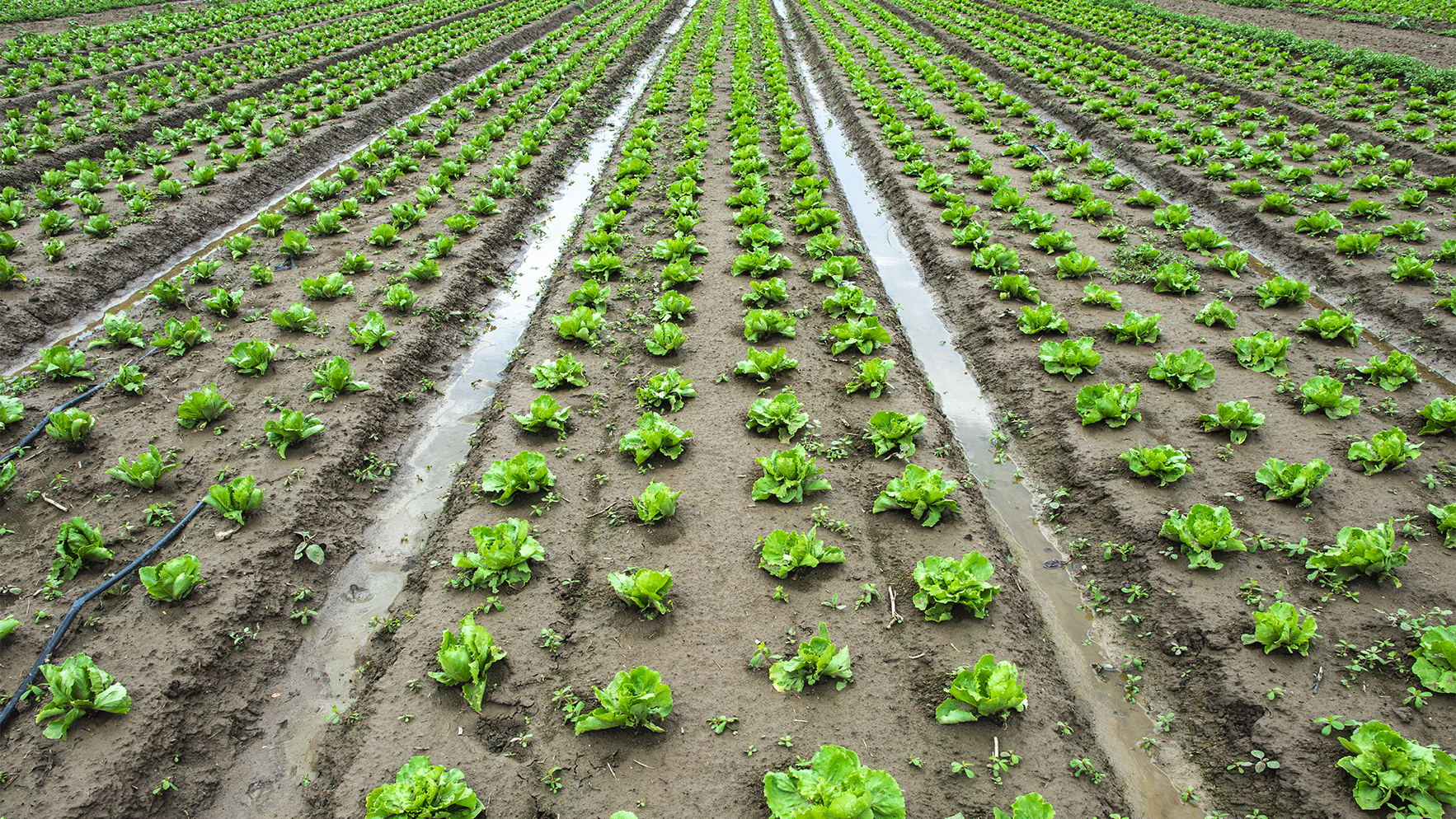 La agricultura sostenible comienza por el agua
