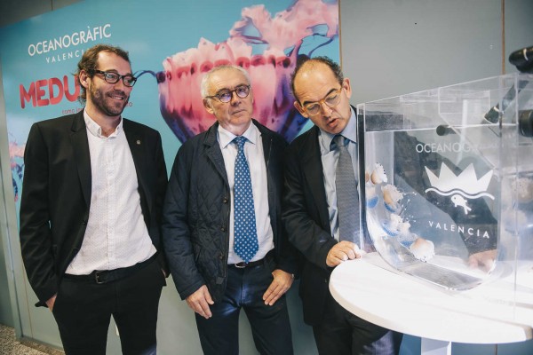 El Oceanogràfic transforma su auditorio en cine 4D e instala 16 tanques para medusas