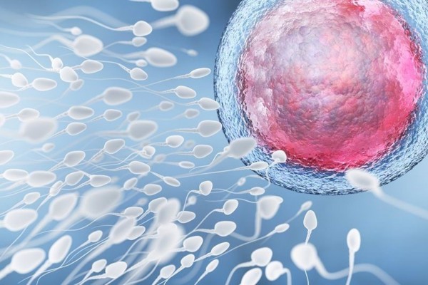 Un estudio sugiere que los casos severos de covid-19 reducen la fertilidad masculina
