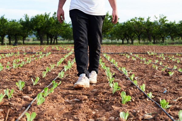 Vall d'Alba captiva els xefs més exigents amb els seus productes de proximitat i saludables