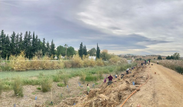 Voluntarios contribuyen a la recuperación de la vegetación de ribera en Murcia y Calasparra
