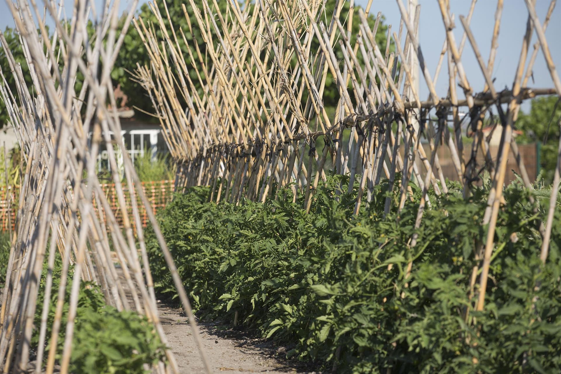 Castelló impulsa bonificaciones del IBI rústico en 287 parcelas agrarias en producción