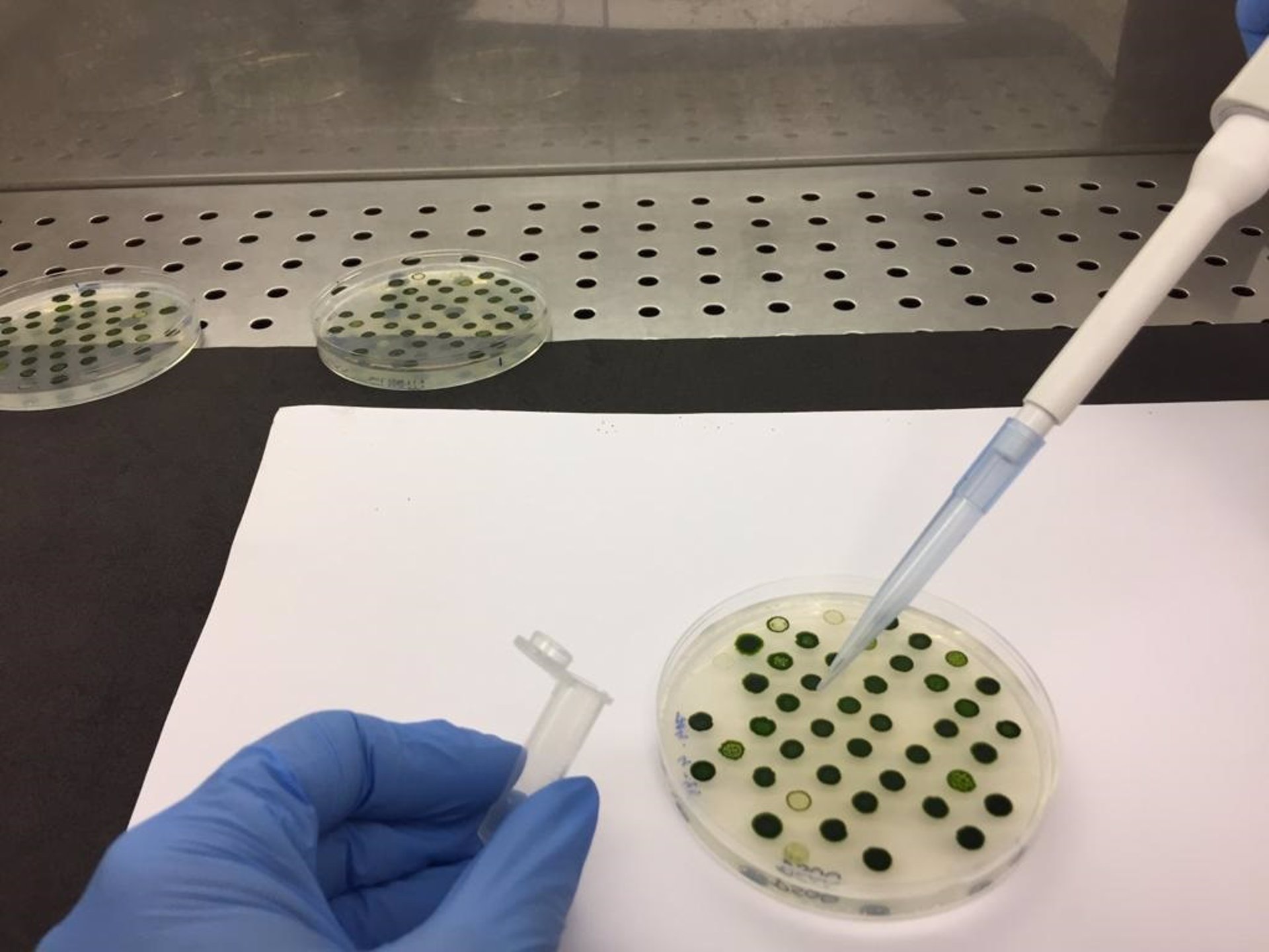 Diseñan un fármaco con biomoléculas de piel de rana para combatir enfermedades en especies acuícolas
