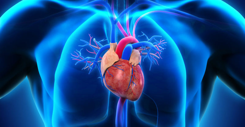 Desarrollan un tejido sintético que puede reparar corazones, músculos y curar heridas