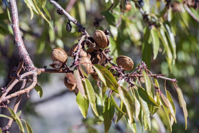 Agricultura ayudará con medio millón a replantar parcelas afectadas por la Xylella fastidiosa