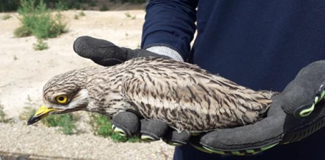 La planta fotovoltaica de Endesa en Totana se convierte en un hábitat y refugio para las aves del sureste