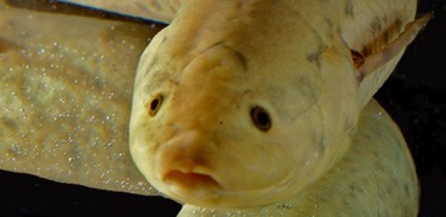 Descubren las cualidades que permiten a los peces pulmonados vivir sin agua