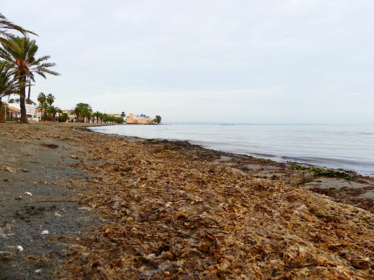 STV Gestión retirará la biomasa del Mar Menor hasta el próximo mes de junio