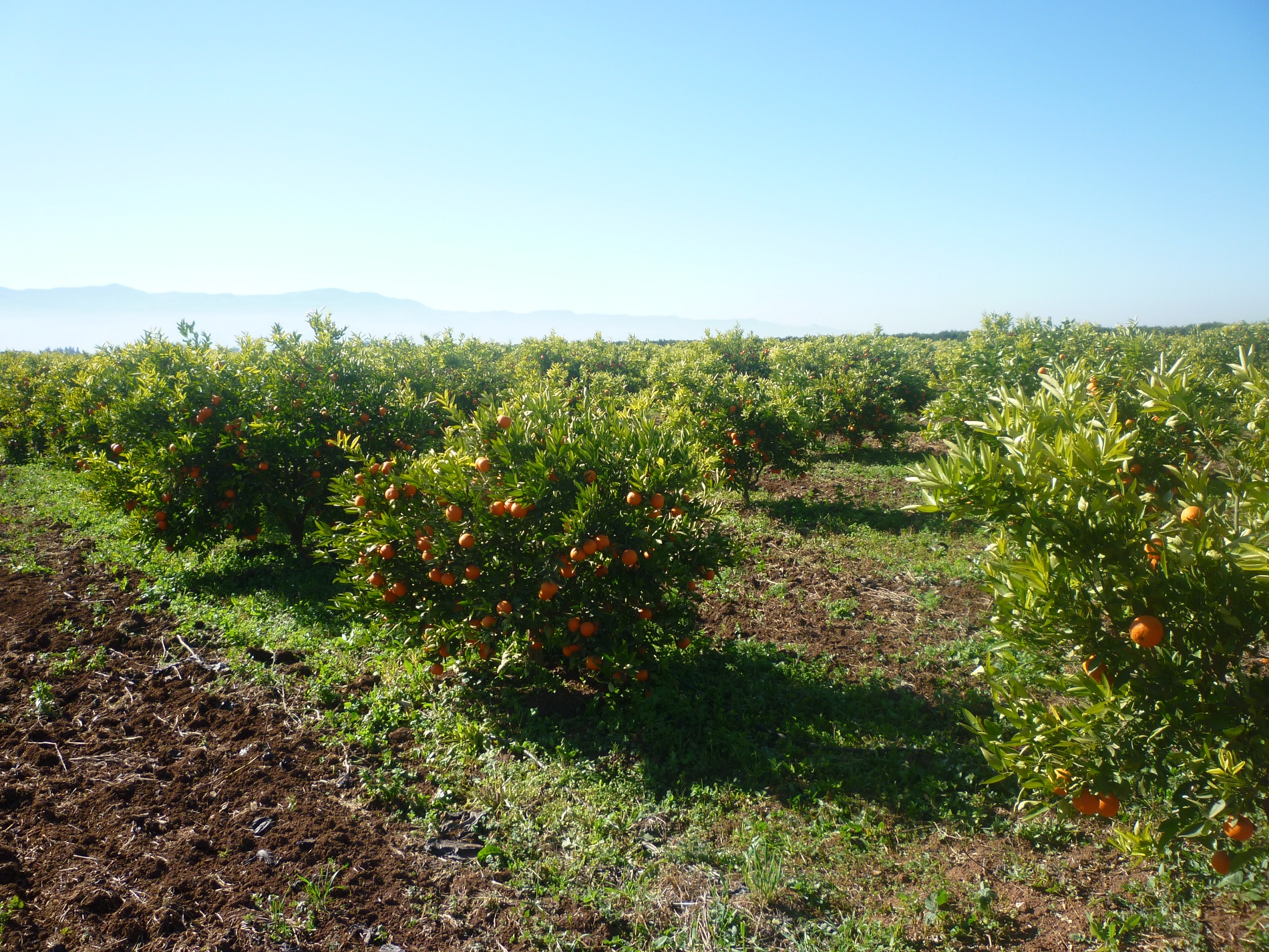 Marruecos prevé exportar 600.000 toneladas más de cítricos, sobre todo a Reino Unido