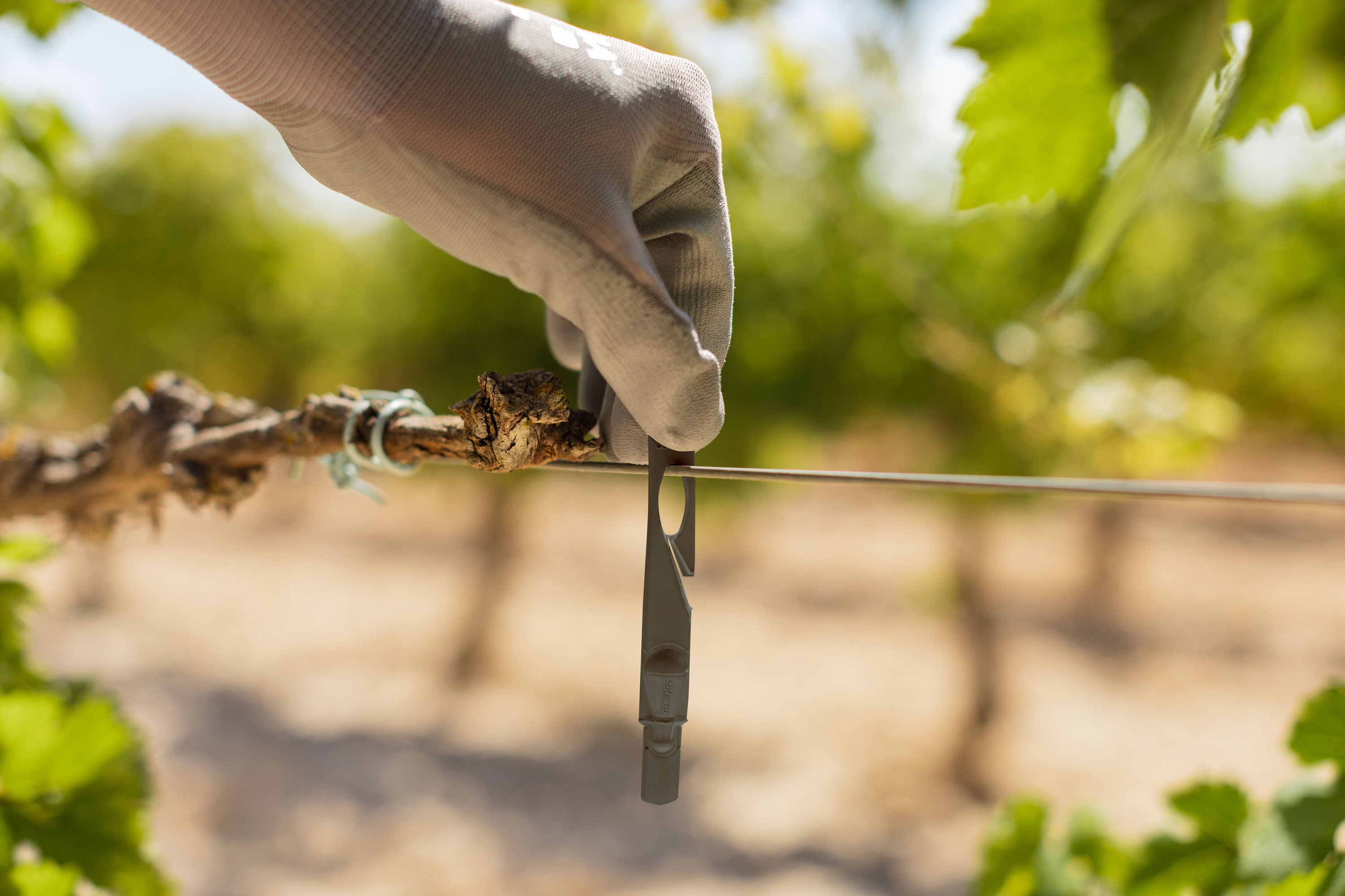 Suterra culmina su apuesta contra la polilla del racimo con un nuevo difusor de feromonas 