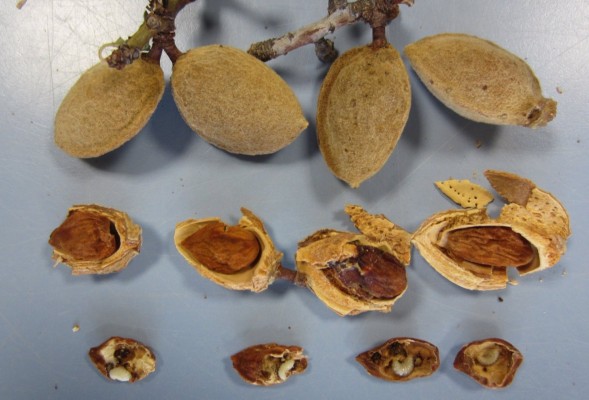 La plaga de la avispilla del almendro pone en grave riesgo las plantaciones de la Región