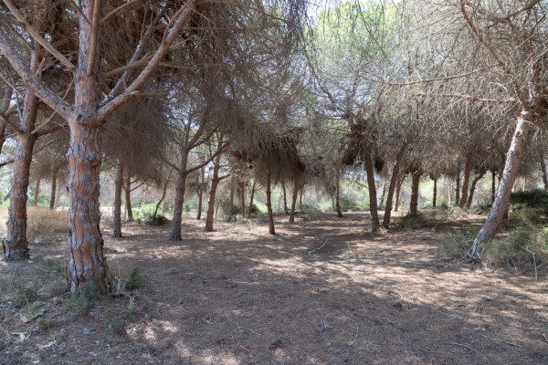 El plan de incendios forestales de Elche muestra sus puntos débiles: las pinadas, dunas o Sierra del Molar