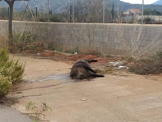 Vecinos del PAI Torre de la Sal denuncian la aparición de jabalíes muertos en las calles