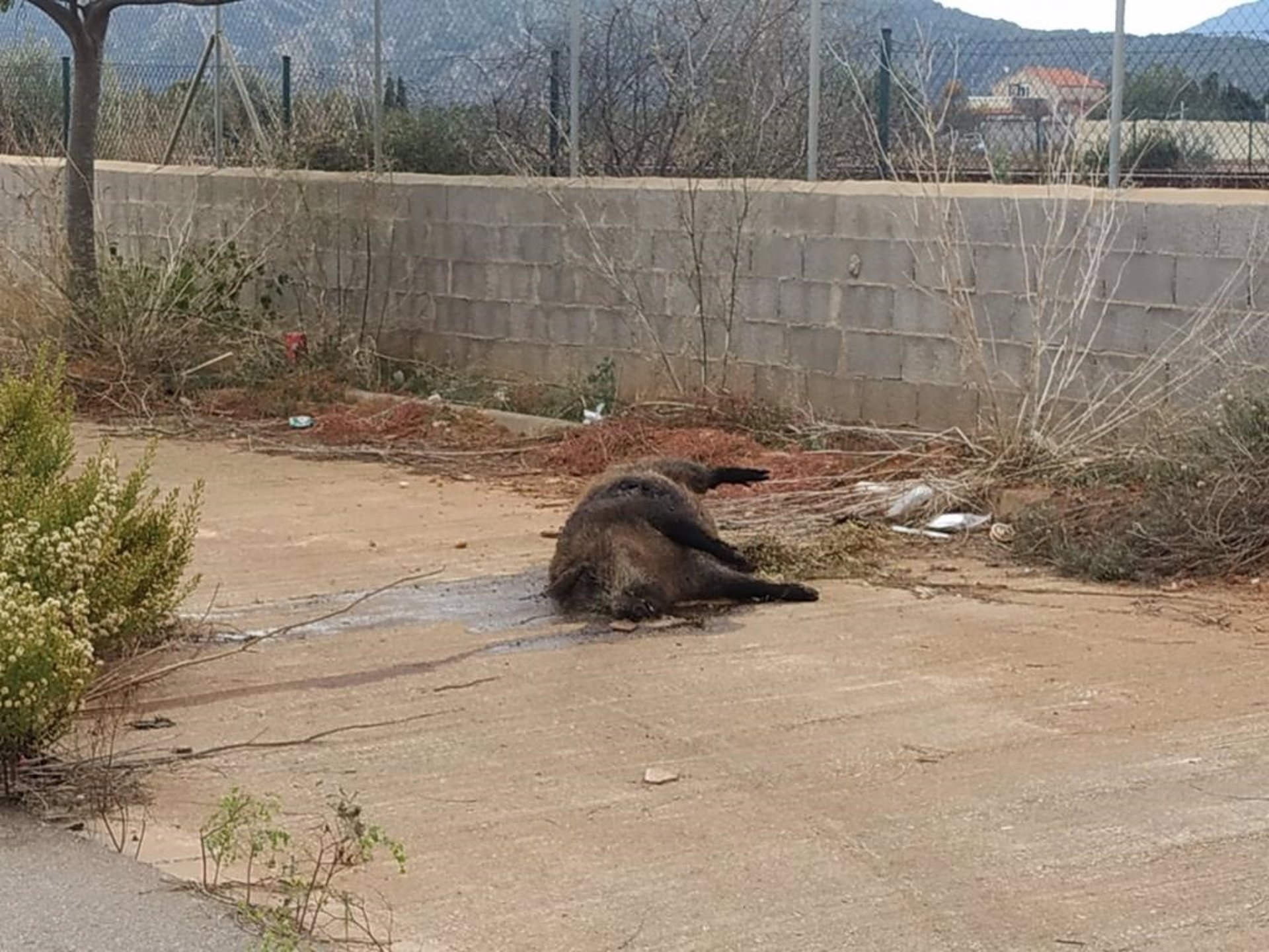 Vecinos del PAI Torre de la Sal denuncian la aparición de jabalíes muertos en las calles