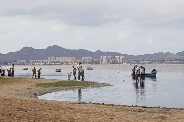 La empresa STV se encargará de la retirada de biomasa en descomposición en las zonas de baño del Mar Menor