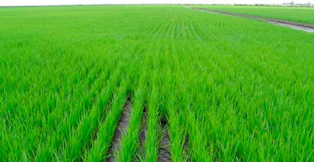 El histórico año del arroz impulsa un 17% el beneficio de Ebro Foods