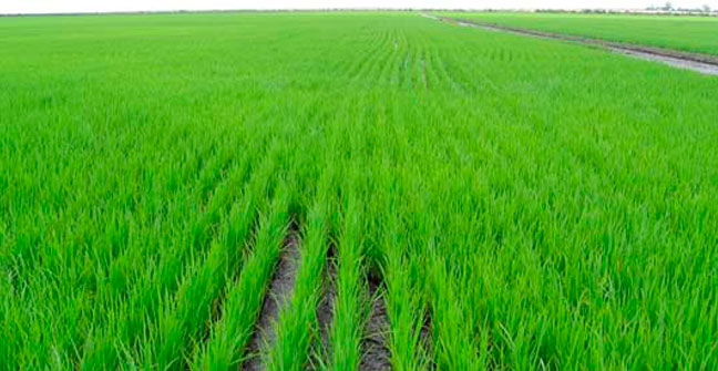 El histórico año del arroz impulsa un 17% el beneficio de Ebro Foods