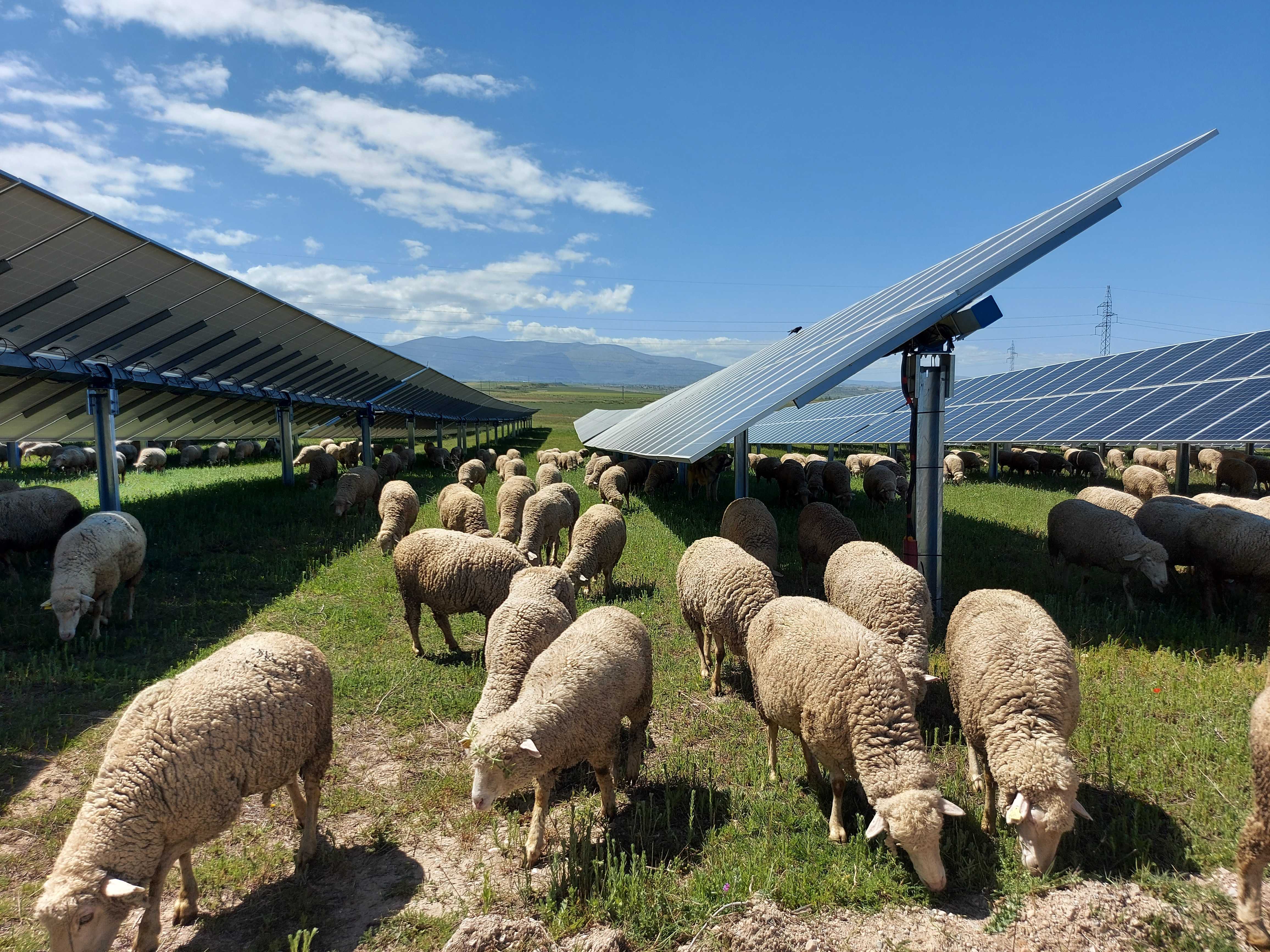 Atitlan prevé invertir 62 millones en una planta agrovoltaica en Alicante con 116 MW