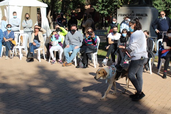 Más de un centenar de perros buscan familia en el VI Festival de la Adopción de Castelló