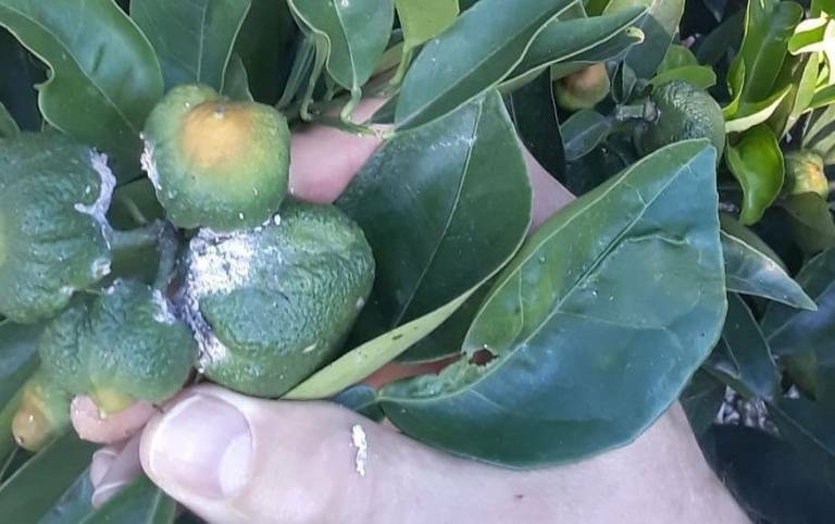 Desarrollan un nuevo insecticida de residuo cero contra la plaga del cotonet
