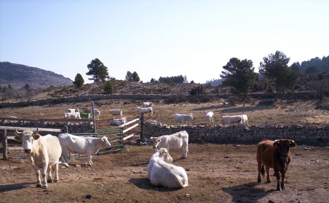 El sector ecológico contará por primera vez con ayudas para fomentar este tipo de ganadería