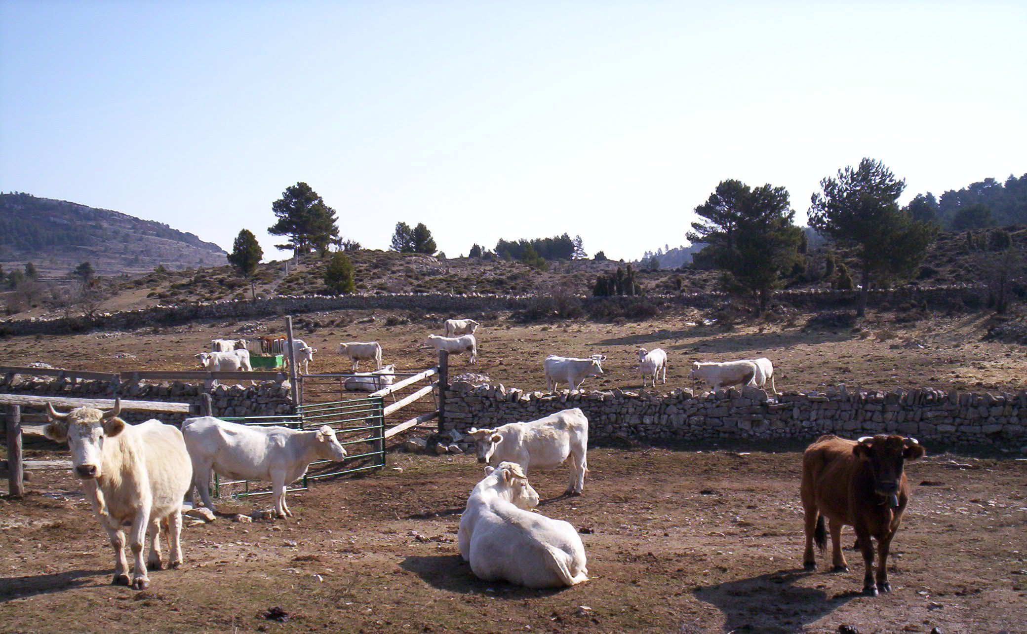 El sector ecológico contará por primera vez con ayudas para fomentar este tipo de ganadería