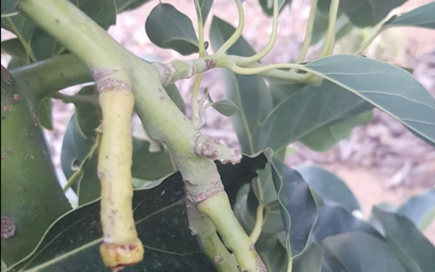 Ramas con indicios de que han arrancado aguacates. Foto: AVA - 