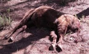 Fiscalía denuncia al director de la reserva de Benagéber por no dar suficiente alimento a sus bisontes