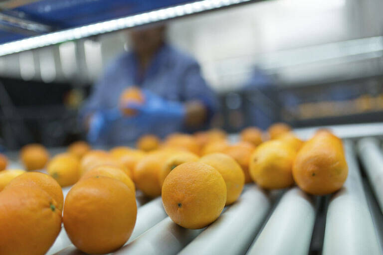 Dos de cada tres partidas rechazadas de cítricos turcos y egipcios contenían el pesticida del cotonet