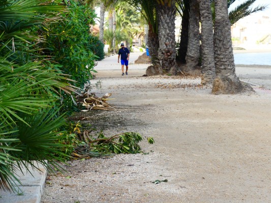 Los vecinos de Los Urrutias exigen que no se arranquen las 41 palmeras de su paseo durante su arreglo