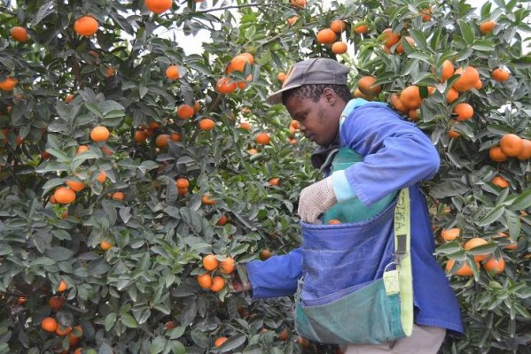 La EFSA reitera ante la Comisión Europea que Sudáfrica debe aplicar el tratamiento en frío a su naranja