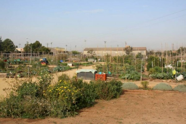 San Vicente crea un Banco de Tierras para personas interesadas en ceder o alquilar parcelas para cultivo