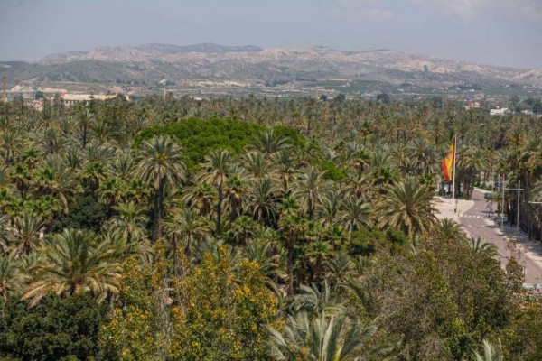 Elche ya tiene una nueva Ley de Protección del Palmeral: 62 votos a favor y 33 abstenciones