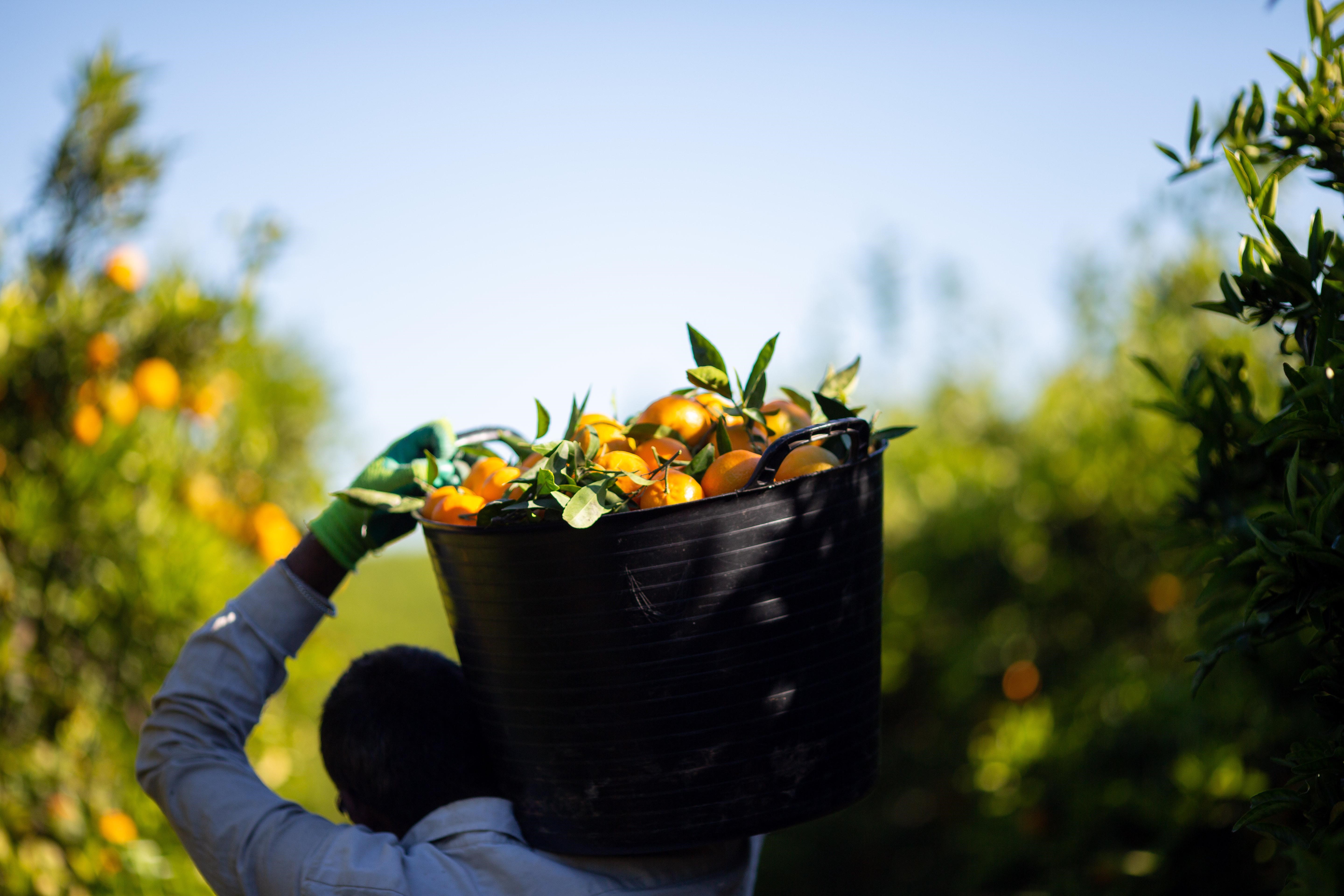 Trabajador de Frutinter en el campo recogiendo la cosecha. Foto: MERCADONA - 