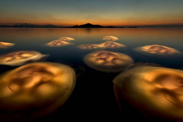 El 'ballet' de medusas en el Mar Menor que se verá en toda Europa: fotografía ganadora del prestigioso EWPY 2021