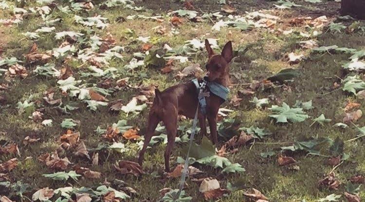 Castelló repartirá 3.000 botellines para concienciar sobre la necesidad de limpiar la orina de los perros