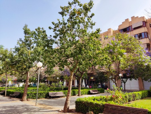 San Vicente casi duplica en zonas verdes las recomendaciones de la OMS para las ciudades
