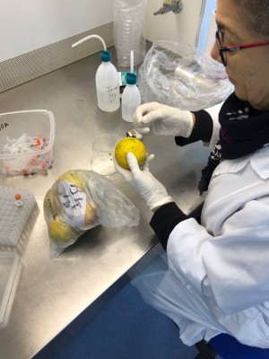 Intercitrus afirma que los rechazos por 'Mancha negra' delatan que Sudáfrica no usa los fungicidas adecuadas