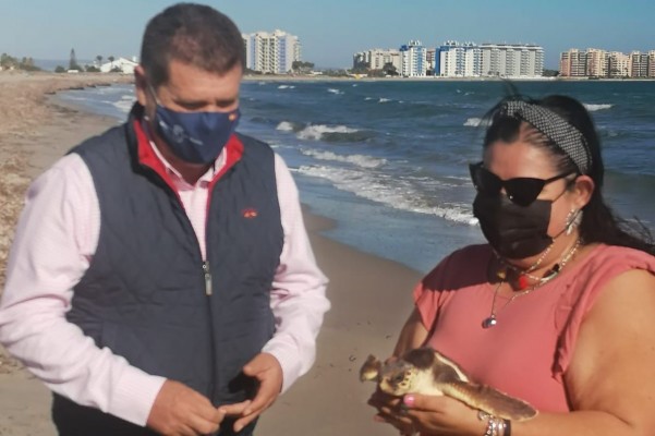 Cinco ejemplares de tortuga boba son devueltas al mar en La Manga