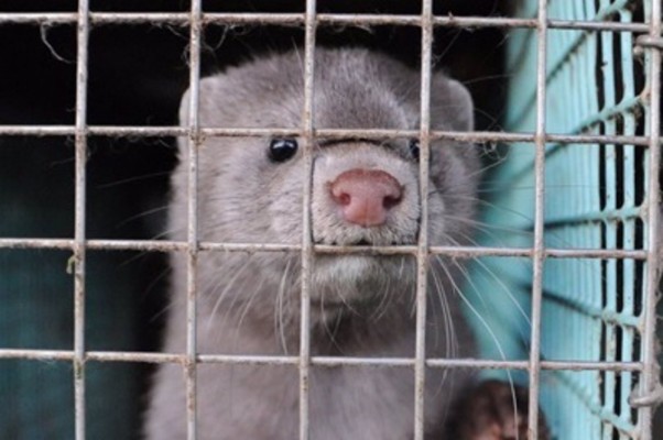 Agricultura confirma un foco de Sars-CoV-2 en una granja de visones en Viver 