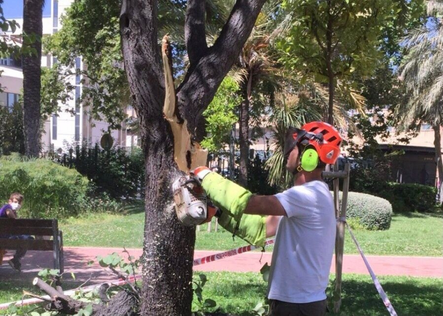 Balance de jardinería de septiembre: más de 1.100 actuaciones en arbolado 