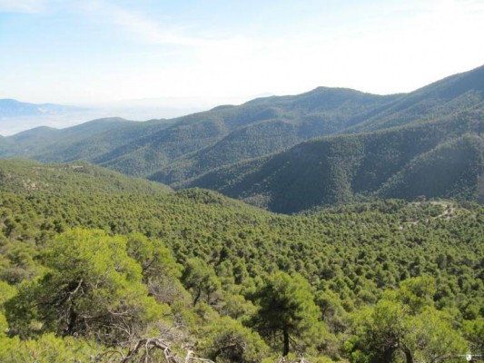 En recuerdo de los 130 años de la repoblación de Sierra Espuña: actividades de ecoturismo y culturales