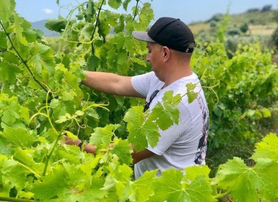 Les Coves de Vinromà: referent en el mercat de vins naturals, que exporta a quatre continents