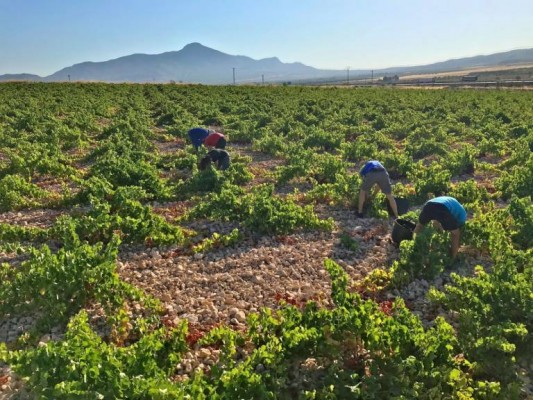 La Comunidad convoca ayudas por valor de más de 3,1 millones para impulsar explotaciones agrarias y ganaderas
