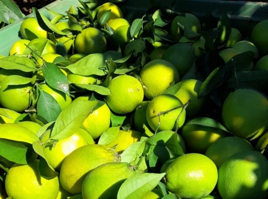Agricultores denuncian que comercios cosechan naranja inmadura ante la falta de fruta